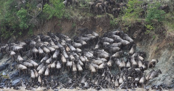 Trudno o bardziej dramatyczny przykład brutalnych praw natury, niż doroczna migracja antylop gnu, gazeli i zebr z równin Serengeti w Tanzanii do Masai Mara w Kenii. Gdy w poszukiwaniu pożywienia ponad milion zwierząt przeprawia się przy okazji przez rzekę Mara, każdego roku tysiące z nich toną lub padają łupem krokodyli. Choć towarzyszące temu dramatyczne obrazy śnią się po nocach niejednemu widzowi filmów przyrodniczych, okazuje się, że sam proces nie powoduje w populacji antylop istotnych strat a poważnie przyczynia się do rozwoju całego ekosystemu rzeki. Pisze o tym w najnowszym numerze czasopismo "Proceedings of the National Academy of Sciences".