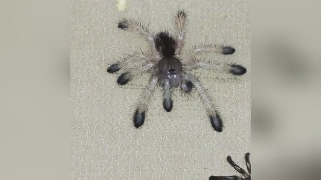 Młode tarantule różnią się od dorosłych.  Po wylęgnięciu są prawie przezroczyste i mają delikatną budowę ciała. Tarczka grzbietowa jest czarna. Ich odnóża również są przeźroczyste, ale w miarę dorastania nabierają ciemnych barw. Przypomnijmy, że wiele zwierząt – a w tym pająki – zrzuca swoje egzoszkielety, gdy rosną. Egzoszkielet pająka pęka na odwłoku i na głowie, tworząc dziurę. Jak mówią niektórzy, wygląda to, jak... narodziny obcego. I nie każdy powinien to oglądać.