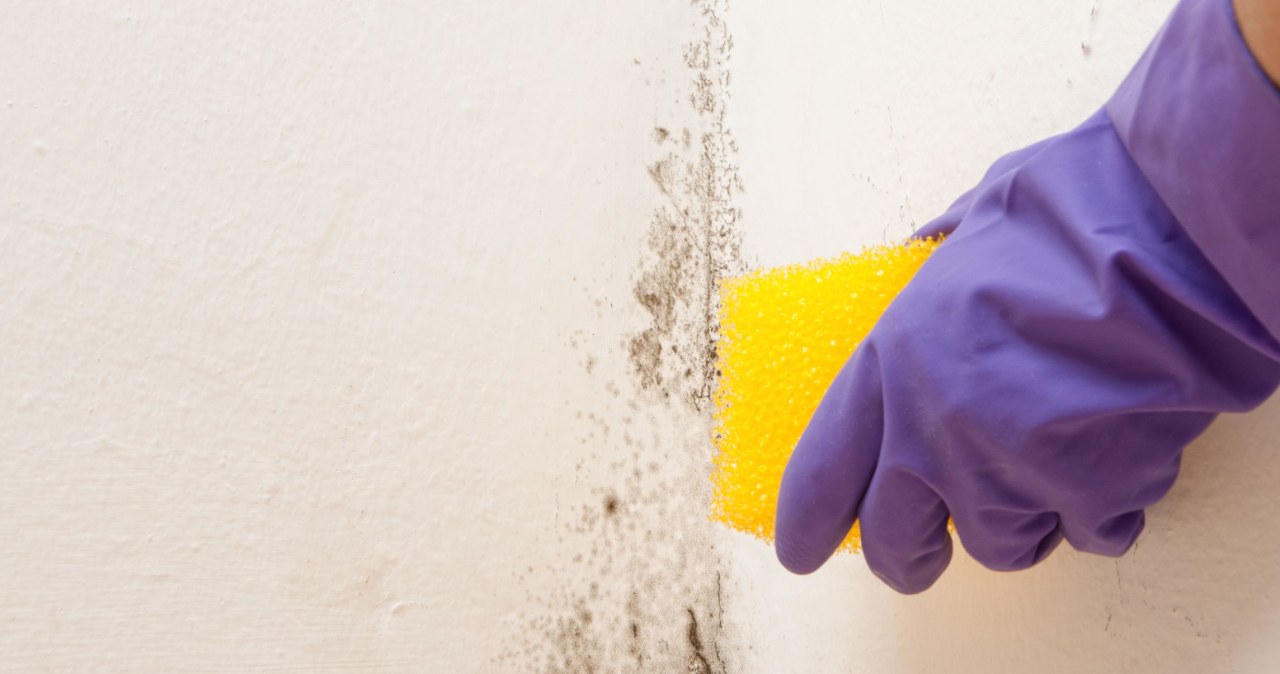 ​Kup w aptece za 2 zł. Pleśń i grzyb bez trudu znikną ze ściany
