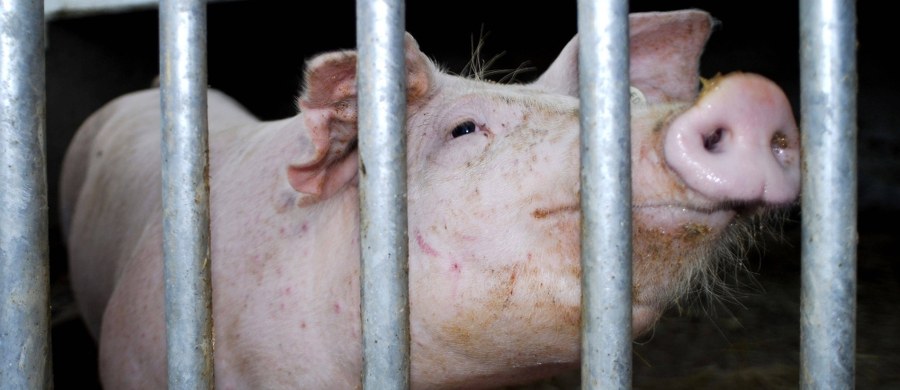 Ministerstwo rolnictwo zapowiada wprowadzenie obowiązku budowy ogrodzeń w gospodarstwach na terenach objętych afrykańskim pomorem świń. W związku z ostatnimi coraz częstszymi przypadkami wykrycia ognisk choroby u trzody chlewnej urzędnicy rozpoczęli prace nad rozporządzeniem, które wprowadzi nowe, uciążliwe restrykcje dla rolników. 