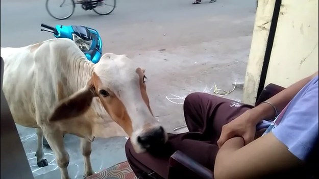 Ta krowa jest bardzo uczuciowa i uwielbia być głaskana. Nie odpuszcza dopóki ten młody człowiek nie położy jej ręki na łbie.