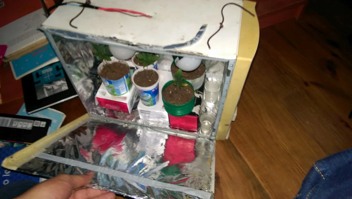 W ręce policjantów z Jędrzejowa w województwie świętokrzyskim wpadł 21-latek, który uprawiał marihuanę w… komputerze. Jak informuje reporter RMF MAXXX, sadzonki narkotyków znajdowały się w obudowie, która z zewnątrz nie wzbudzała podejrzeń. Działał wentylator, paliły się diody, brakowało tylko napędu płyt CD. I to wzbudziło zainteresowanie funkcjonariuszy, którzy pojawili się w  mieszkaniu chłopaka. 