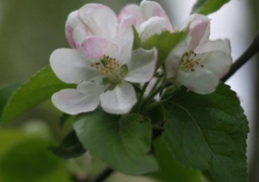 Alergicy nienawidzą maja