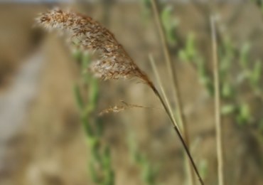 Alergicy mają "przekichane" na wiosnę