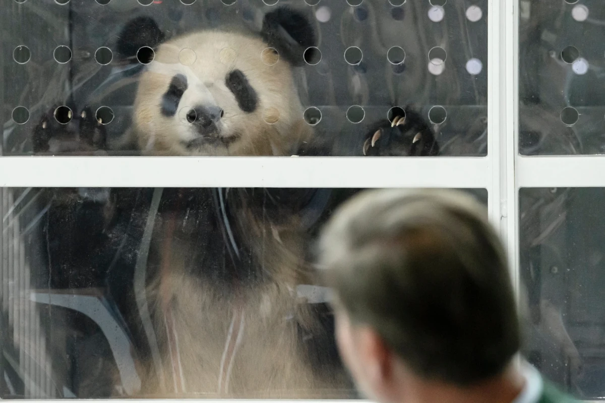 ​Ogród Zoologiczny w Berlinie wzbogacił się o nową atrakcję - parkę pand. Niedźwiadki Meng Meng (marzonko) i Jiao Quing (skarbek) przyleciały do stolicy Niemiec w sobotę na pokładzie samolotu z Chin. O ich przyjazd zabiegała w Pekinie Angela Merkel.