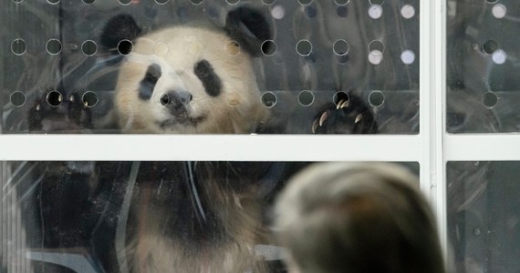 ​Ogród Zoologiczny w Berlinie wzbogacił się o nową atrakcję - parkę pand. Niedźwiadki Meng Meng (marzonko) i Jiao Quing (skarbek) przyleciały do stolicy Niemiec w sobotę na pokładzie samolotu z Chin. O ich przyjazd zabiegała w Pekinie Angela Merkel.