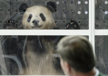 Zoo w Berlinie wzbogaciło się o parkę pand z Chin