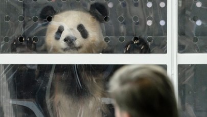 Zoo w Berlinie wzbogaciło się o parkę pand z Chin
