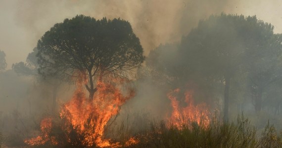 ​Około 2000 osób ewakuowano w niedzielę z placu kempingowego, schroniska turystycznego i kilku wsi w regionie miasta Moguer na południowym zachodzie Hiszpanii z powodu pożaru pobliskiego lasu - podały lokalne władze. Pożar sprawił, że kilka dróg było nieprzejezdnych.