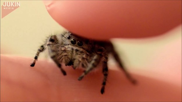 Ten mały skaczący pająk (skakuny, skaczele - przyp. red.) udaje domowe zwierzątko. Uwielbia, gdy jego właściciel głaszcze go jednym palcem. Zobaczcie, bo to niesamowite.