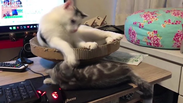 Dwa koty przed komputerem to stanowczo za dużo. Zobacz, jak to się skończyło.