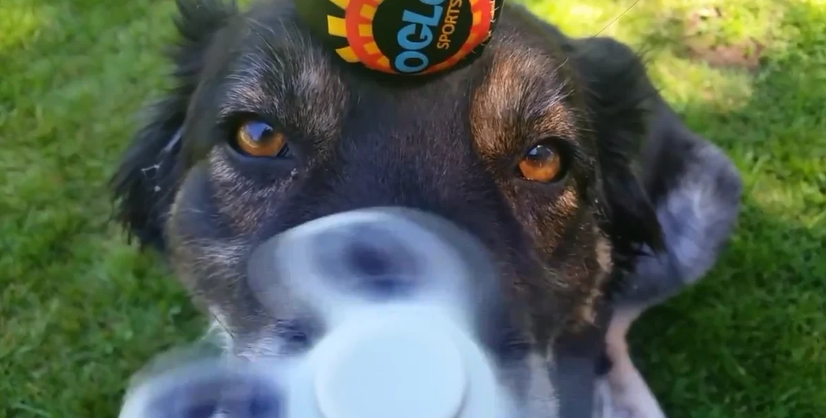 Moda na fidget spinnery panuje nie tylko wśród ludzi. Także zwierzęta uzależniły się od tej zabawki.