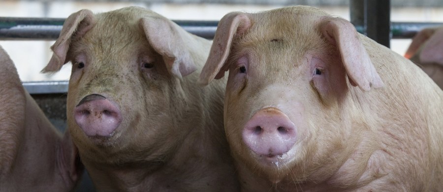 Od początku czerwca w Polsce wykryto wiecej ognisk afrykańskiego pomoru świń u trzody hodowlanej niż przez cały zeszły rok. Właśnie poinformowano o trzech kolejnych przypadkach. W sumie od początku pojawienia się wirusa w naszym kraju, wystąpił on w 44 gospodarstwach - w tym w 20 od 7 czerwca. 