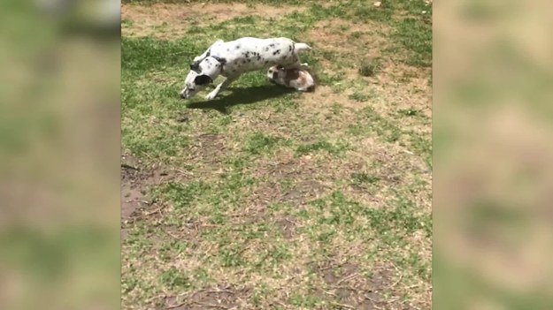 Ten arogancki króliczek ściga swojego kolegę - uroczego dalmatyńczyka wokół ogrodu. Pies nie ma szans. Widać, że czuje respekt.