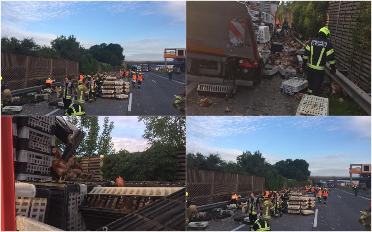 Kilka godzin zajęło austriackim strażakom wyłapanie ponad 5 tysięcy kurczaków, które biegały po autostradzie A1 łączącej Linz z Asten. Kierowcy utknęli w 20-kilometrowym korku.