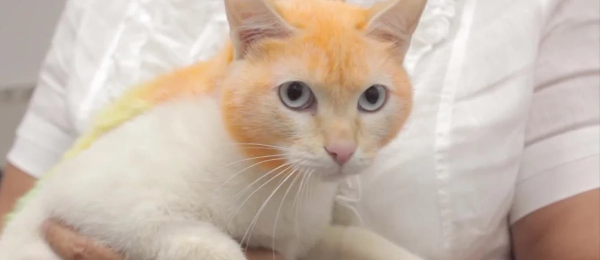 Przed drzwiami jednego ze sklepów zoologicznych w Tiumenie w Rosji znaleziono kota. Ktoś podrzucił go w pudełku. Właściciele sklepu zastanawiali się, co mogą zrobić, by zachęcić do adopcji bezdomnego biedaka. Postanowili zmienić nieco jego szatę i nadali jej… tęczowe kolory. Oczywiście użyli do tego w pełni bezpiecznych dla zwierząt kosmetyków. 