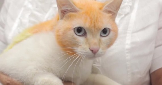 Przed drzwiami jednego ze sklepów zoologicznych w Tiumenie w Rosji znaleziono kota. Ktoś podrzucił go w pudełku. Właściciele sklepu zastanawiali się, co mogą zrobić, by zachęcić do adopcji bezdomnego biedaka. Postanowili zmienić nieco jego szatę i nadali jej… tęczowe kolory. Oczywiście użyli do tego w pełni bezpiecznych dla zwierząt kosmetyków. 