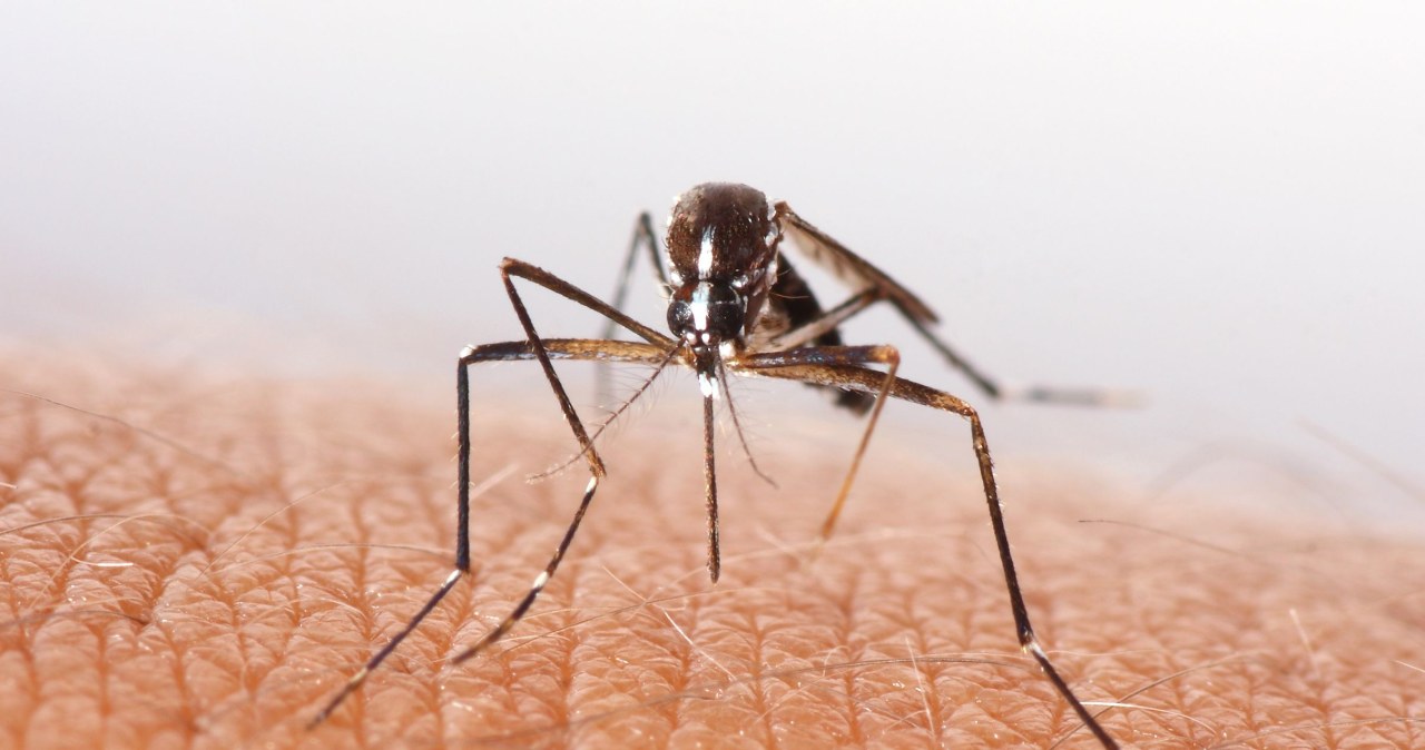 WHO bije na alarm. Chikungunya grozi globalną epidemią