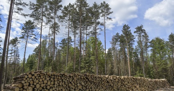 Do natychmiastowego zaprzestania wycinki drzew w najstarszej części Puszczy Białowieskiej wezwał polskie władze Komitet Światowego Dziedzictwa UNESCO. Polska i Białoruś mają także przyjąć misję ekspertów i przygotować do grudnia 2018 r. raport o stanie zachowania puszczy.