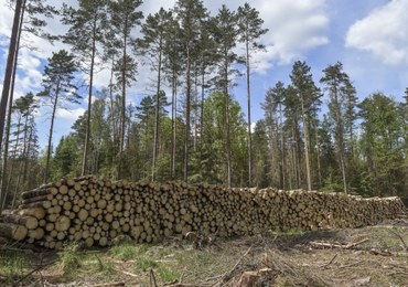 Komitet UNESCO wzywa do zaprzestania wycinki drzew w Puszczy Białowieskiej