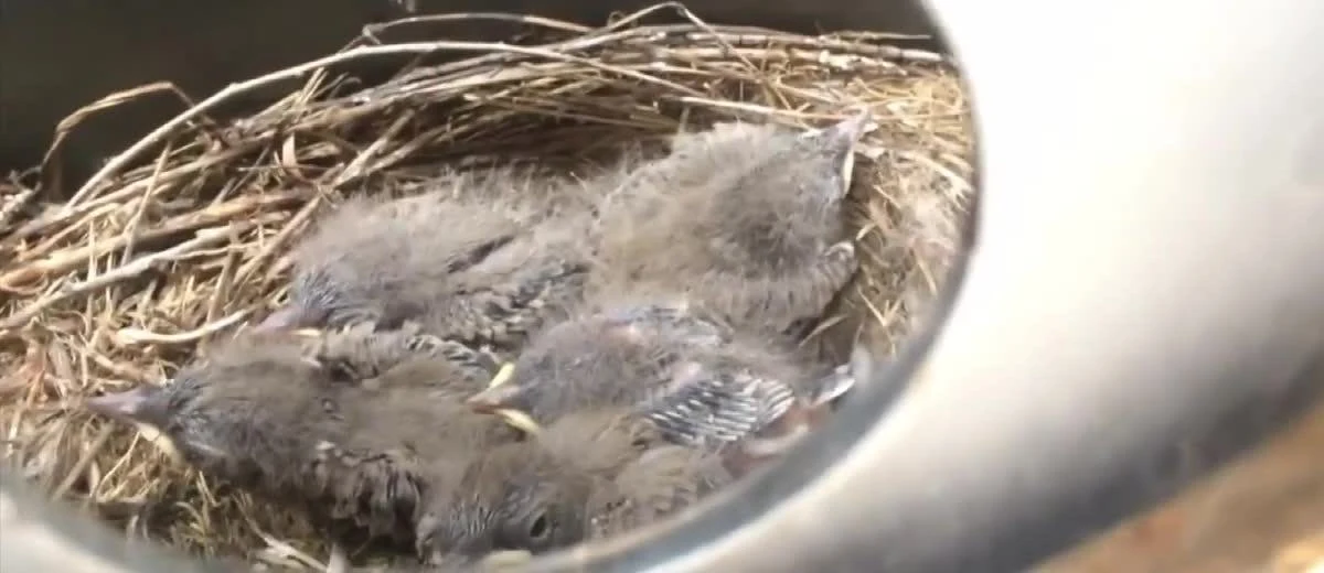 W rosyjskim Krasnojarsku pliszka zbudowała gniazdo w kole zapasowym, podwieszonym do bagażnika samochodu terenowego. Nie byłoby w tym nic dziwnego, gdyby nie to, że samochód był użytkowany. Mimo nietypowego miejsca gniazdowania, w kole wykluły się pisklaki. Właściciel pojazdu zapowiedział, że nie będzie jeździł samochodem do czasu, aż małe pliszki będą w stanie opuścić gniazdo. 