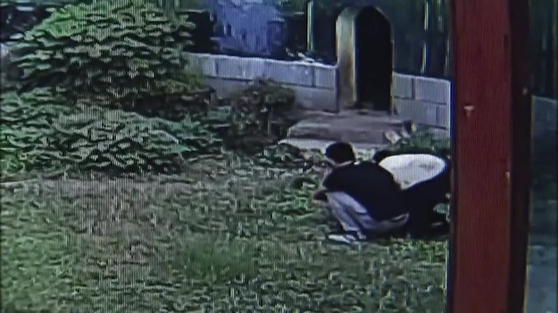 Nie wiadomo, co kierowało tym mężczyzną, gdy postanowił przeskoczyć ogrodzenie i wejść na wybieg dla pand w chińskim zoo. Miał na pewno dużo szczęścia... 