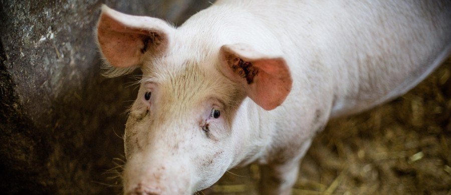 Ponad 1000 świń do utylizacji. ASF potwierdzono właśnie w największej hodowli od początku wystąpienia tego wirusa w naszym kraju - dowiedział się reporter RMF FM Krzysztof Zasada.