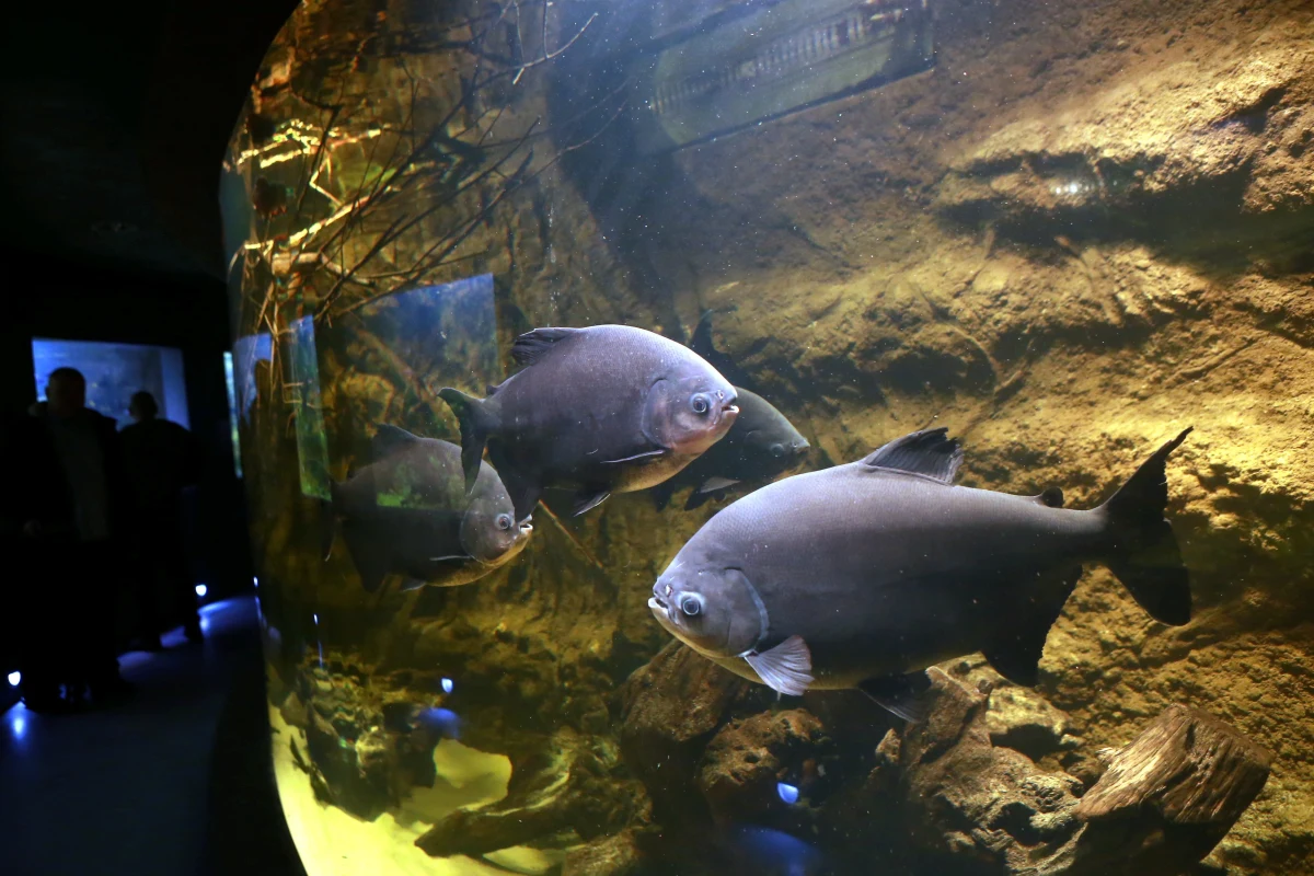 999 osób spędziło noc w Miejskim Ogrodzie Zoologicznym w Płocku (Mazowieckie). Wśród chętnych, by poznać nocne zwyczaje dzikich zwierząt byli przyjezdni z całej Polski i z zagranicy. Najwięcej emocji niezwykła wizyta w zoo dostarczyła najmłodszym.