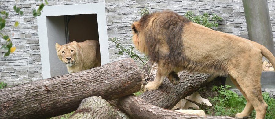 Zagrożone wyginięciem jaguary i lwy azjatyckie mają nowe schronienie w krakowskim zoo. Otwarto tam nowy pawilon dla dzikich kotów ciepłolubnych. Budowa obiektu trwała 10 miesięcy i kosztowała prawie 3 mln zł.