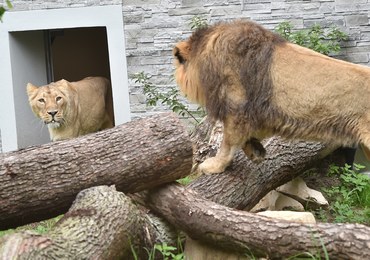 Dzikie koty z krakowskiego zoo mają nowy dom
