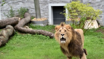 W krakowskim zoo jest nowy pawilon dla dzikich kotów