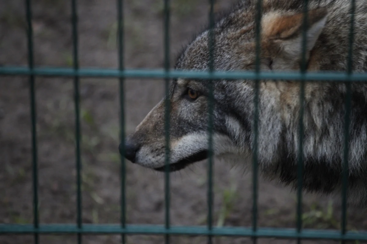 Trzyletni chłopiec, który pod nieuwagę ojca wsunął dłoń do klatki z wilkiem, został pogryziony przez zwierzę. Do wypadku doszło w ogrodzie zoologicznym Leśna baśń w Barnaule w Kraju Ałtajskim. Chłopiec ma pogryzione ręce i odgryzione ucho. Przebywa w szpitalu.