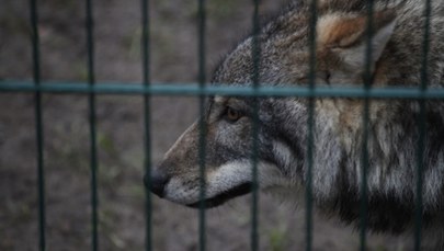 3-latek pogryziony przez wilka w zoo