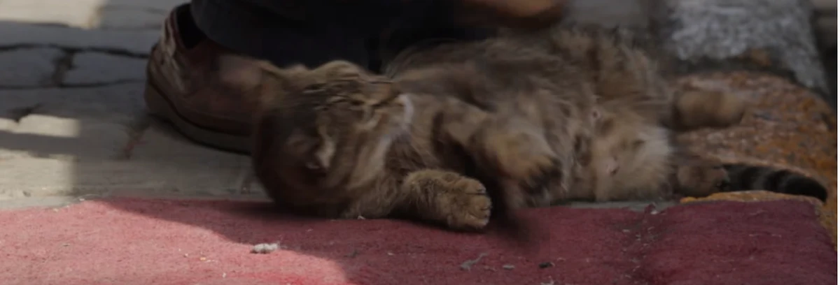 28 lipca w polskich kinach pojawi się dokument "Kedi - sekretne życie kotów". To wyjątkowy obraz, którego bohaterami są koty mieszkające na ulicach Stambułu. 