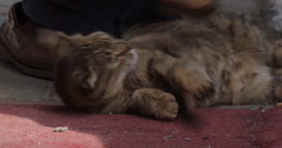 28 lipca w polskich kinach pojawi się dokument "Kedi - sekretne życie kotów". To wyjątkowy obraz, którego bohaterami są koty mieszkające na ulicach Stambułu. 
