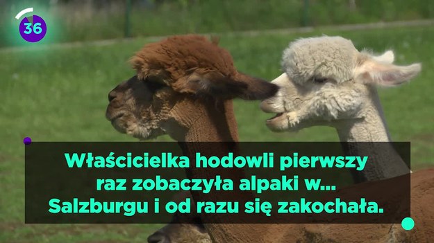 Z roku na rok przybywa hodowców alpak w Polsce. Interia.tv odwiedziła podkrakowskie Michałowice, gdzie każdy może spotkać się twarzą w twarz z tymi uroczymi zwierzętami. Właścicielka hodowli pierwszy raz zobaczyła alpaki w… Salzburgu i od razu się zakochała. Teraz w gospodarstwie jest ich już kilkadziesiąt. 
Polscy hodowcy traktują alpaki jak psy. Zwierzęta potrafią się za to odwdzięczyć.
Czasami alpaki bywają jednak kapryśne. Ale najczęściej można się z nimi łatwo zaprzyjaźnić. Zobaczcie nasz materiał.


A jeśli chcecie dowiedzieć się więcej o alpakach, zaglądnijcie TUTAJ!


Zobacz także nasz reportaż o alpakoterapii: Alpakoterapia, czyli magia ukryta w "żywym pluszaku"