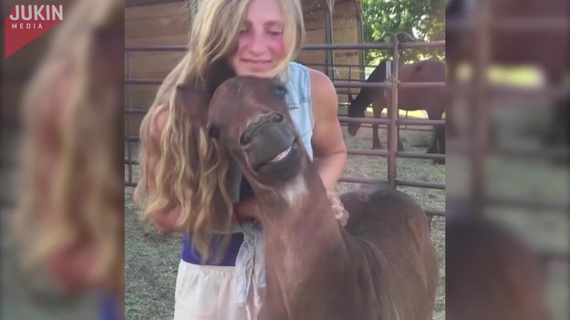 Ten koń ma słabość do pięknej blondynki, szczególnie gdy dziewczyna robi mu... masaż.