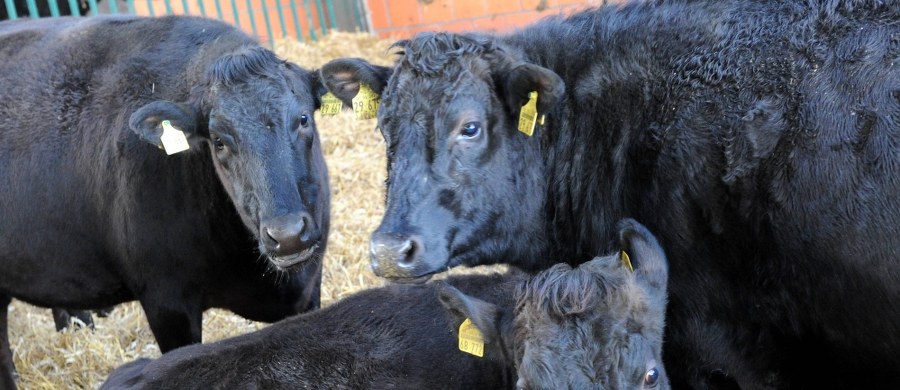 ​Pracownicy farmy Mayura Station na południu Australii stosują dość ciekawą metodę, wpływającą na smak hodowanego przez nich bydła. Nie chodzi tu jednak o zwykłe mięso, a o Wagyu - najdroższą wołowinę na świecie.