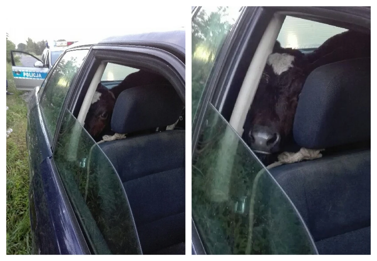 Policjanci z Urszulina na Lubelszczyźnie podczas kontroli drogowej zauważyli na tylnym siedzeniu audi nietypowego pasażera - cielaka. 