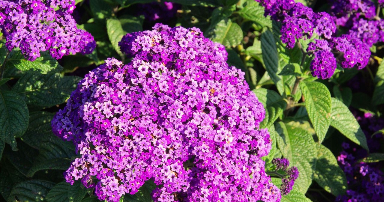 "Perfumy ogrodu". Był hitem w PRL-u, bujnie kwitnie i odstrasza komary