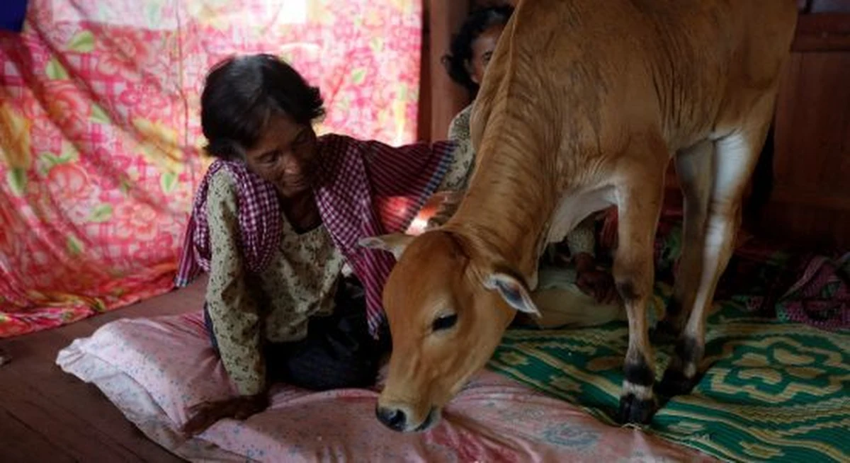 Pewna wdowa z Kambodży w wieku 74 lat ponownie wyszła za mąż. Nie byłoby w tym nic dziwnego, gdyby nie fakt, że jej wybrankiem jest… cielak. Kobieta głęboko wierzy, że to kolejne wcielenie jej zmarłego męża. 