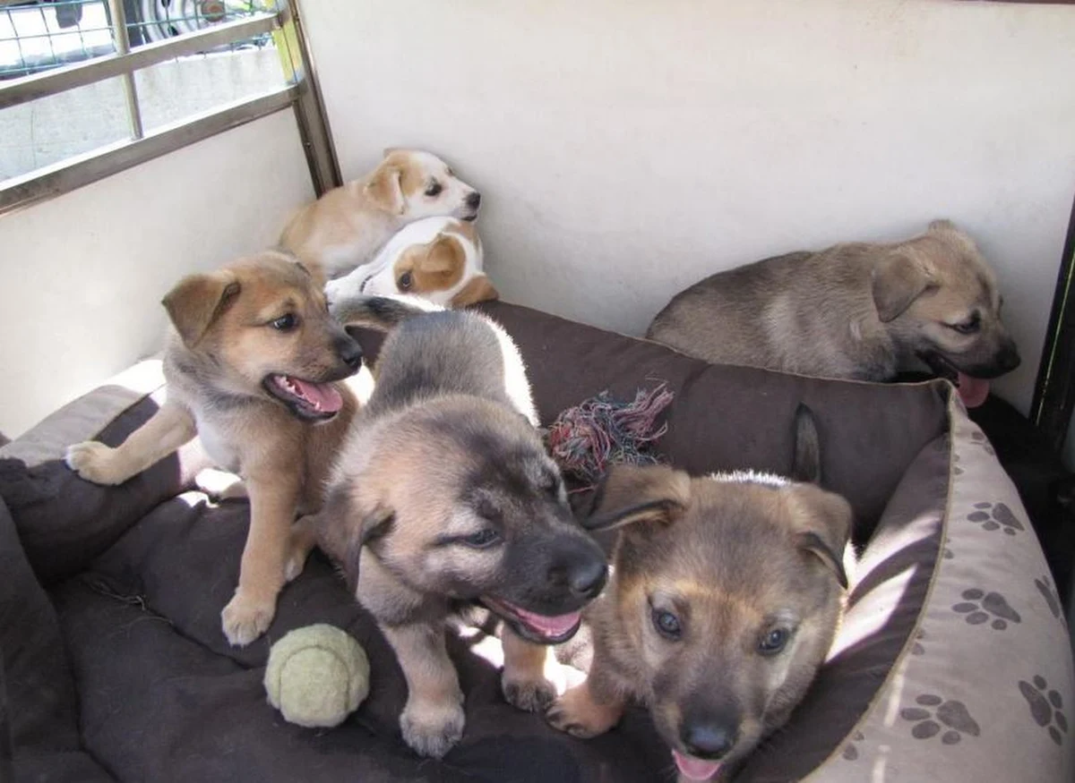 Na policję w małopolskiej Trzebini zadzwonił mężczyzna, który twierdził, że widział w lesie porzucone szczeniaki. Wskazał funkcjonariuszom dokładne miejsce.