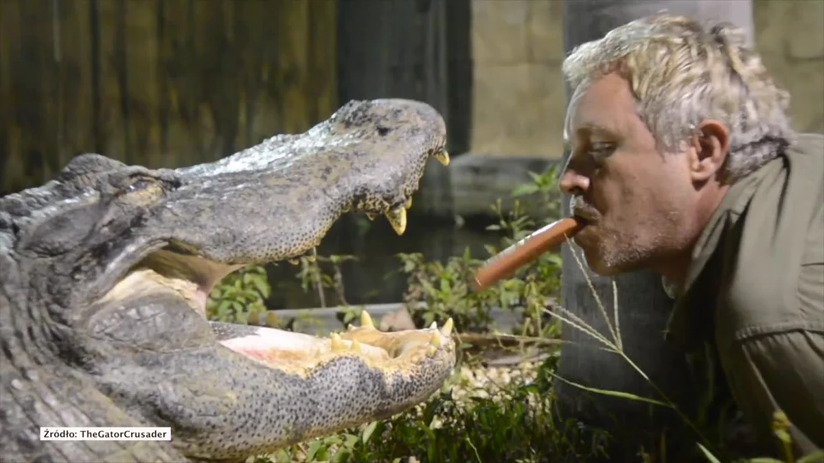 To się dopiero nazywa odwaga! Mężczyzna postanowił nakarmić aligatory parówkami. Może nie byłoby w tym nic dziwnego gdyby nie fakt, że podawał je gadom… prosto ze swoich ust! Całe zdarzenie zarejestrował też na kamerze GoPro.