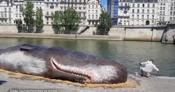 20-metrowy wieloryb nad Sekwaną - taki widok zaskoczył wielu mieszkańców Paryża spacerujących bulwarami. Okazuje się, że gigantyczny kaszalot to tylko łudząco podobna do rzeczywistości rzeźba stworzona przez belgijskich artystów, którzy chcą w ten sposób zwrócić uwagę na kwestie związane z ochroną środowiska.