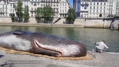 Wieloryb na brzegu Sekwany. Paryżanie przecierali oczy ze zdumienia