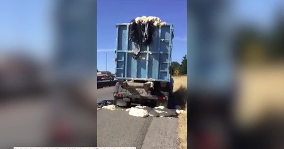 Ciasto przewożone ciężarówką rozlało się na autostradę w USA. Wszystko za sprawą upałów panujących w stanie Waszyngton. Temperatura była tak wysoka, że ciasto „urosło” w naczepie i rozlało się na drogę.