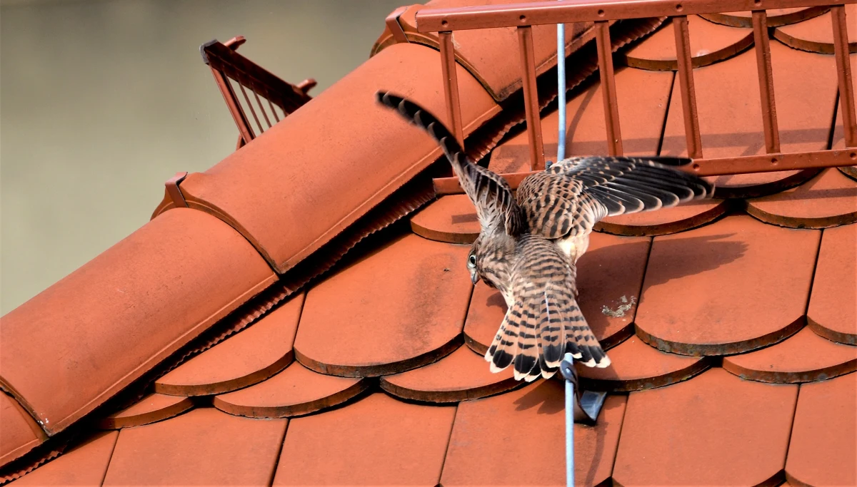​Mają już pióra i całkiem nieźle latają. Pustułki, które wykluły się w gnieździe na szczecińskim magistracie uczą się już samodzielności. Rozwój ptaków można obserwować dzięki kamerze internetowej.