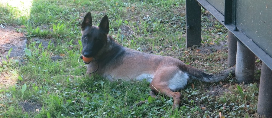 ​Psy policyjne potrafią wywęszyć najmniejszy ładunek wybuchowy i najlepiej ukryte narkotyki. Ich umiejętności sprawdzane są na zawodach w Krakowie.