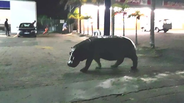 Hipopotam postanowił zrobić szybki przystanek na stacji benzynowej. 