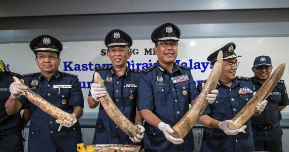Kły słoni oraz łuski pangolinów warte ok. 1 mln dolarów skonfiskowano w Malezji. Kraj ten uchodzi za punkt tranzytowy w przemycie zagrożonych gatunków zwierząt i wyrabianych z nich towarów.